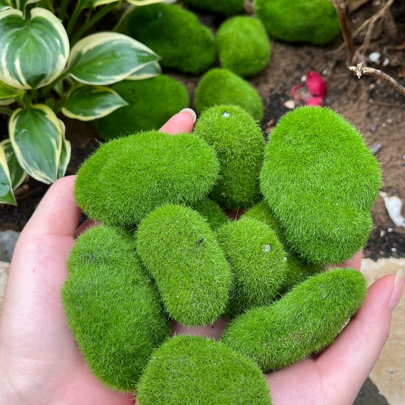 50/5PCS Artificial Foam Moss R - Bonsai Rock Garden review and price